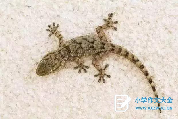 壁虎